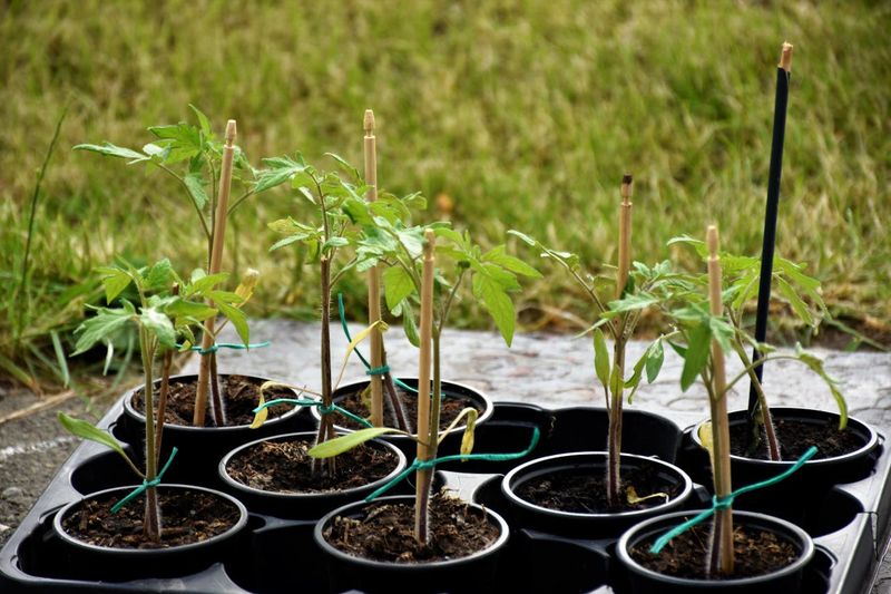Young tree seedlings ready to be planted